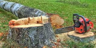 Best Tree Health Inspection  in Shokan, NY