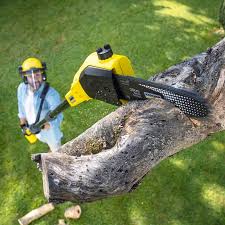 Professional Tree Care in Shokan, NY