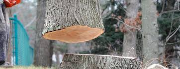 Best Tree Risk Assessment  in Shokan, NY