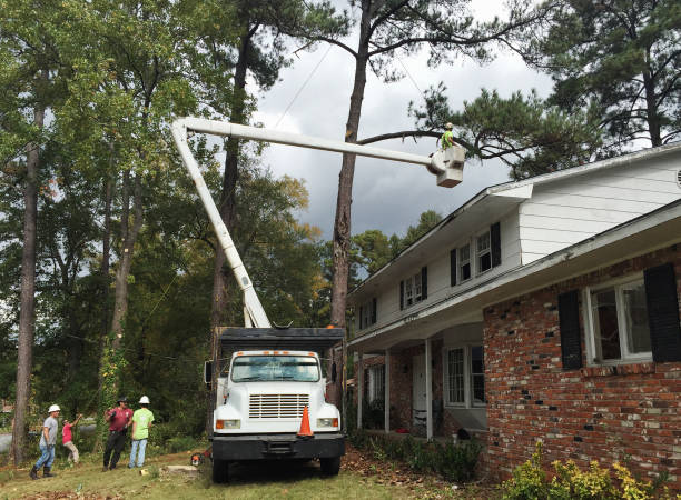 How Our Tree Care Process Works  in  Shokan, NY