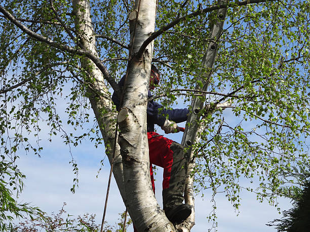 Best Hedge Trimming  in Shokan, NY
