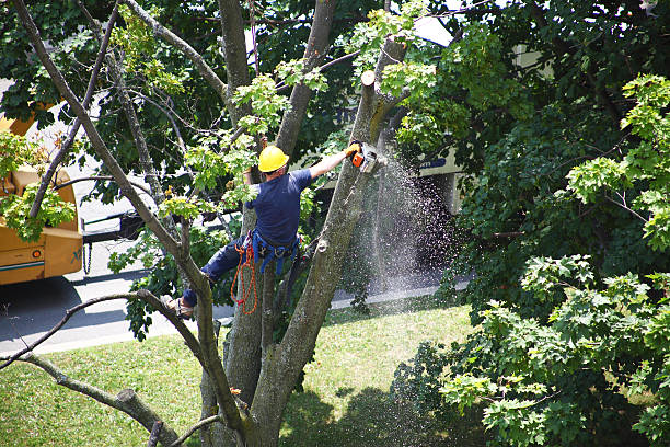 Best Lawn Disease Treatment  in Shokan, NY