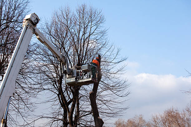 Best Tree Trimming and Pruning  in Shokan, NY